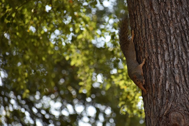 通过摄影师 通过摄影师
