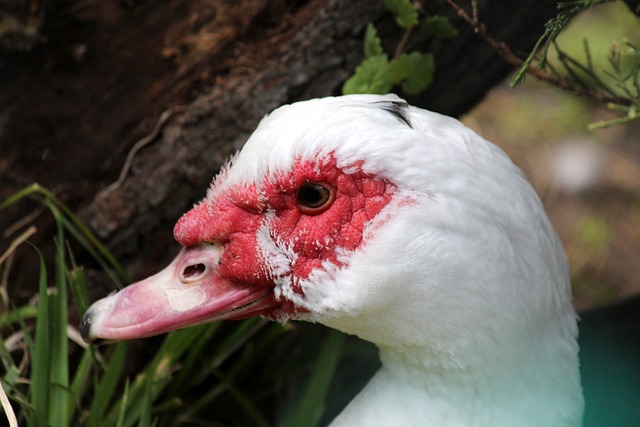 箭整体防守 箭整体防守